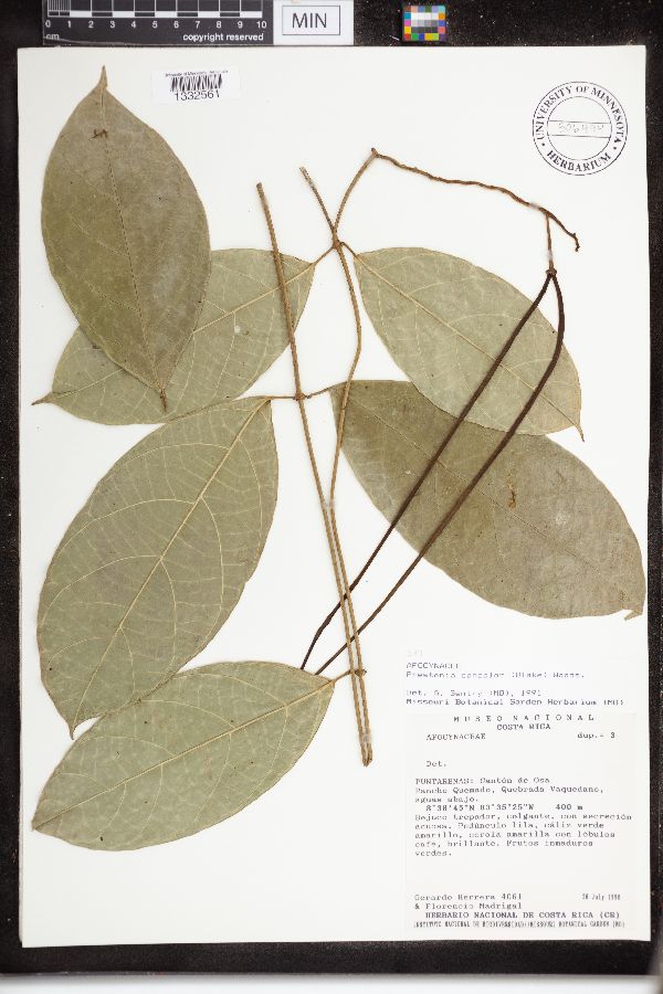 Prestonia concolor image
