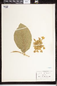 Prestonia mexicana image
