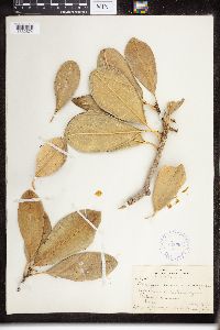 Pteralyxia laurifolia image