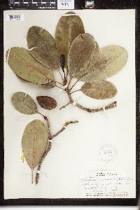Pteralyxia macrocarpa image