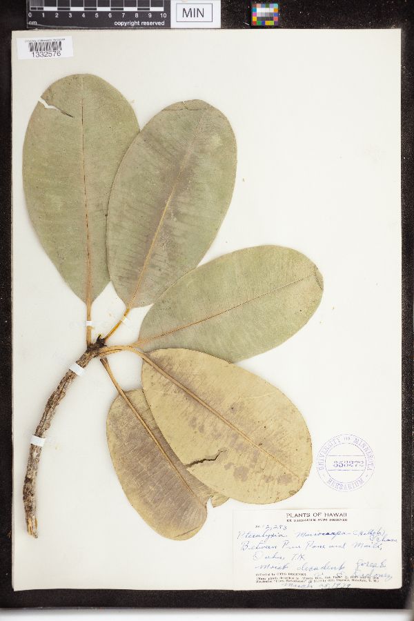 Pteralyxia macrocarpa image