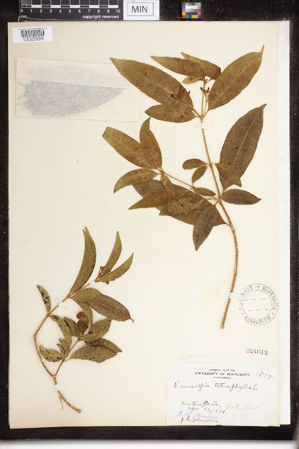 Rauvolfia tetraphylla image