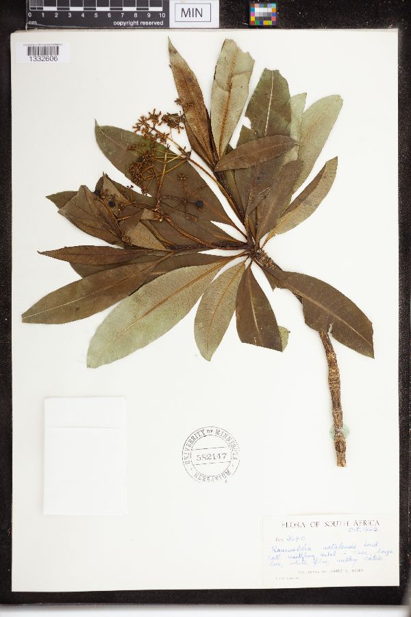 Rauvolfia natalensis image