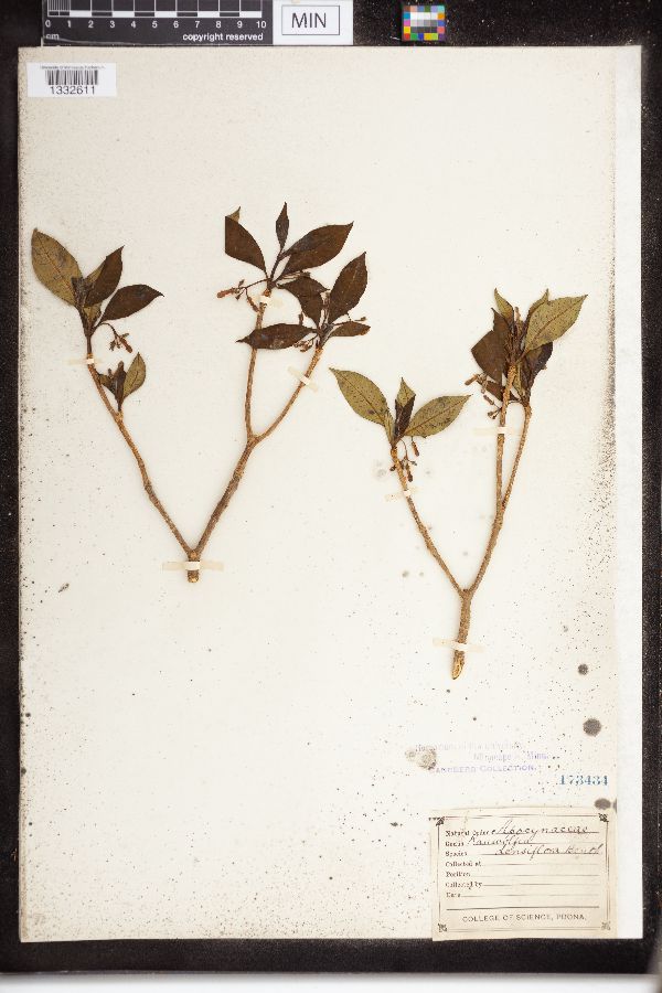 Rauvolfia densiflora image