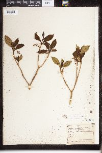 Image of Rauvolfia densiflora