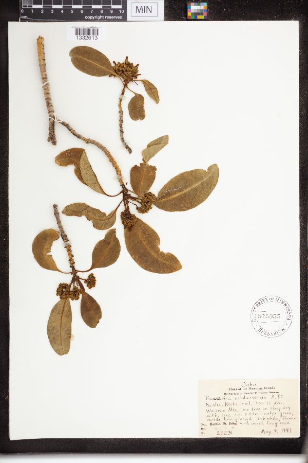 Rauvolfia sandwicensis image