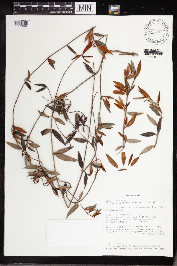 Secamone oleifolia image