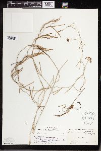 Seutera angustifolia image
