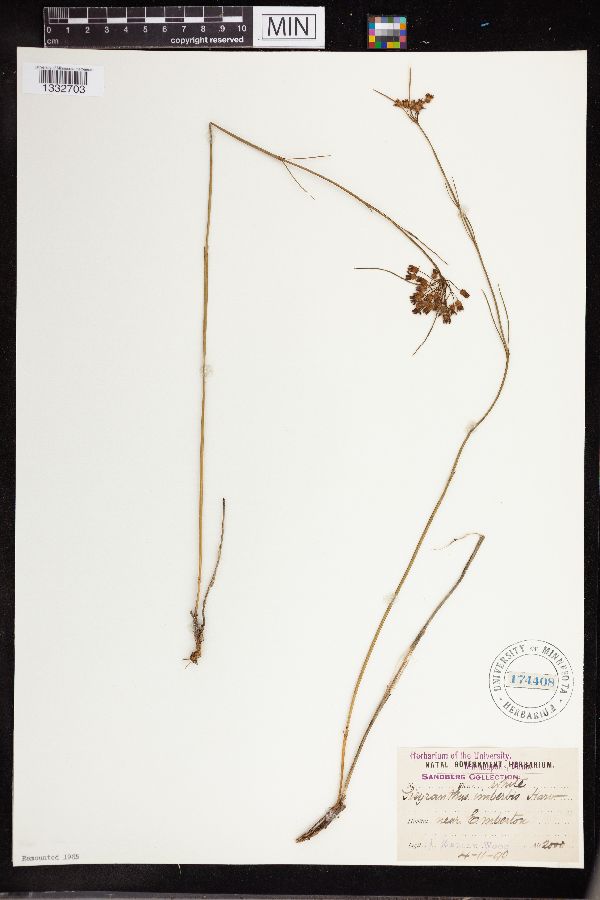 Sisyranthus imberbis image