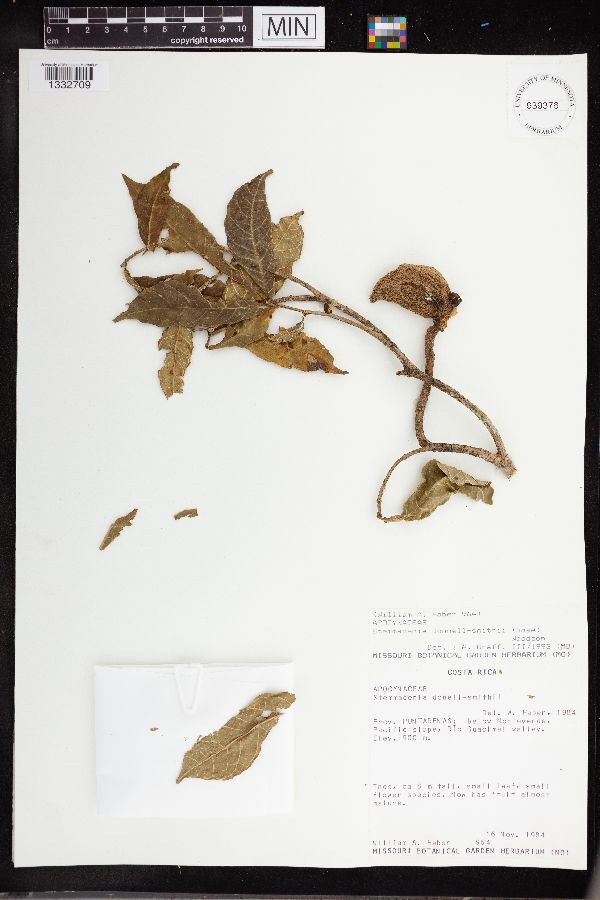 Stemmadenia donnell-smithii image