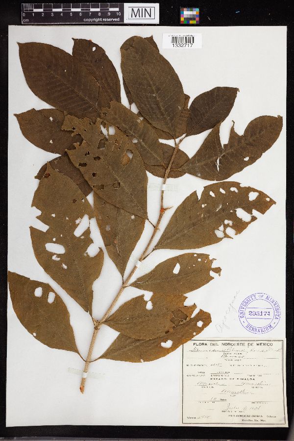Stemmadenia tomentosa var. palmeri image