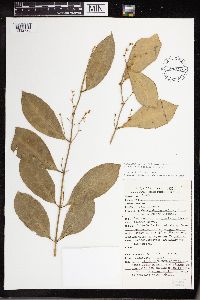 Image of Tassadia decalepis