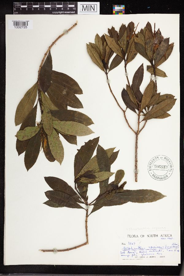 Strophanthus speciosus image