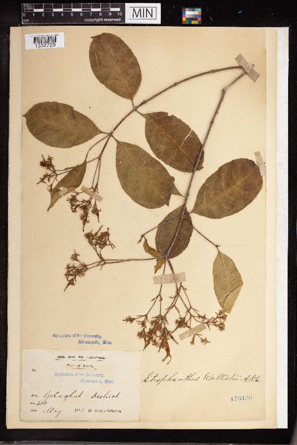 Strophanthus wallichii image