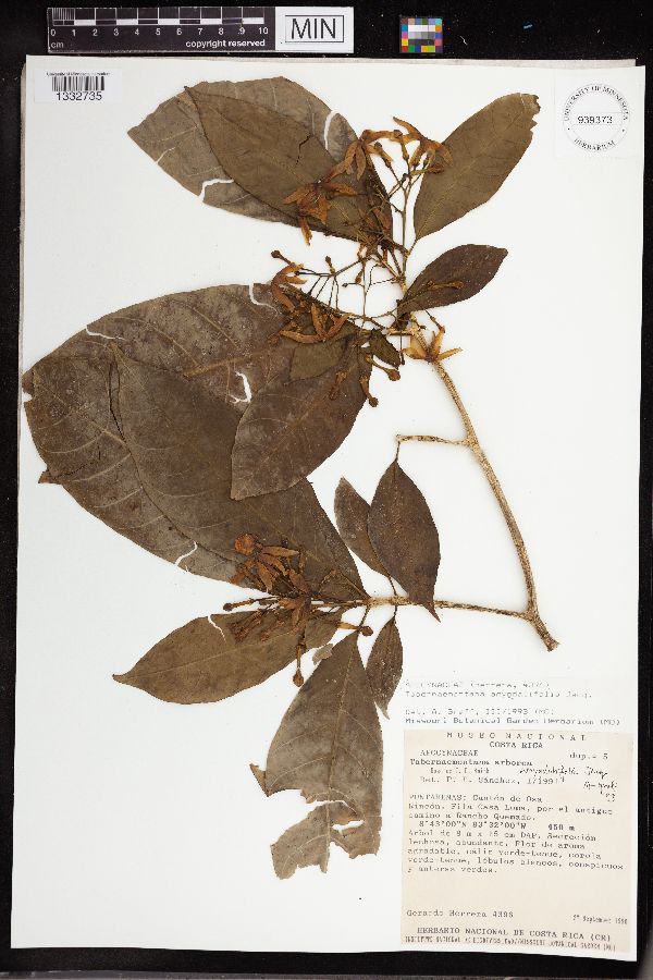 Tabernaemontana amygdalifolia image