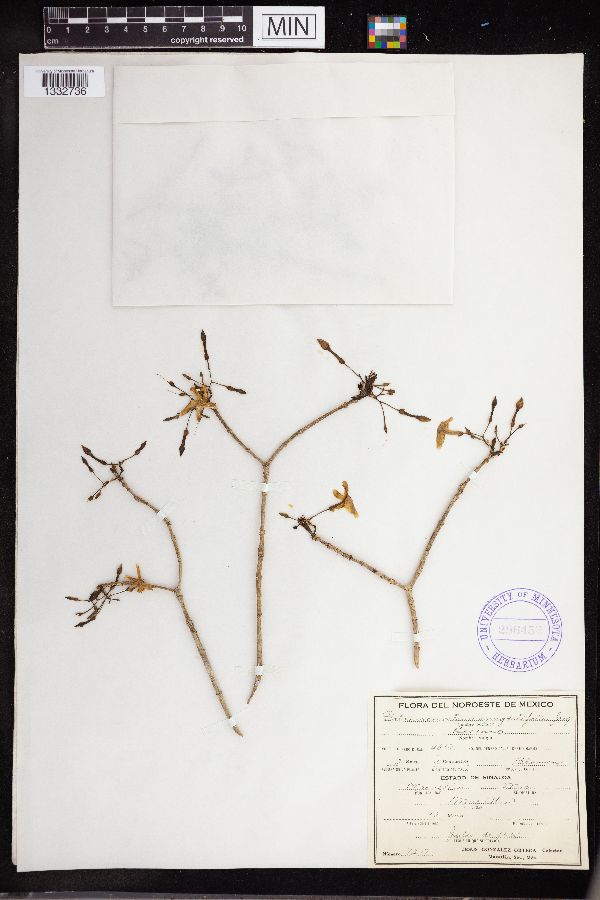 Tabernaemontana amygdalifolia image