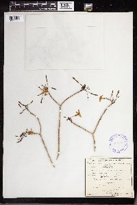 Tabernaemontana amygdalifolia image