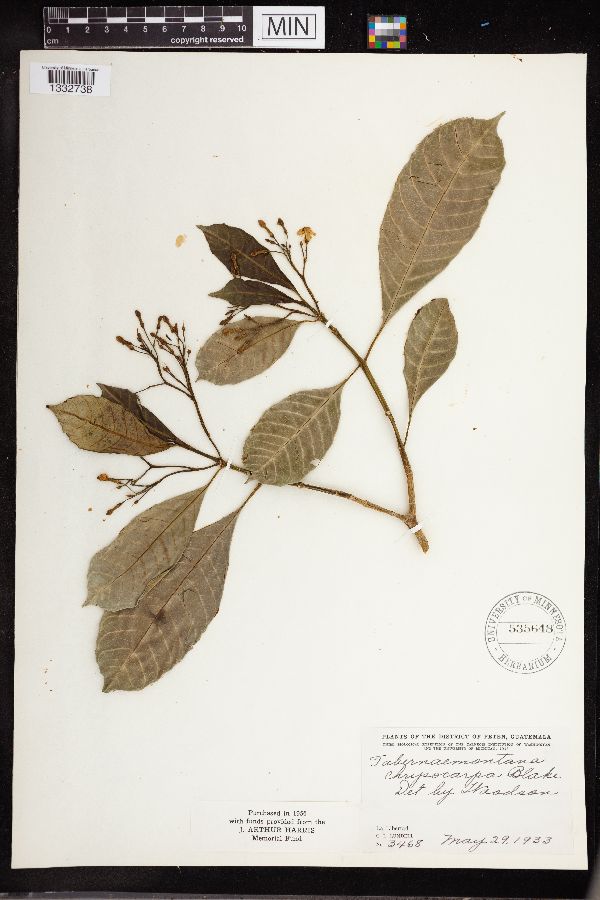 Tabernaemontana chrysocarpa image