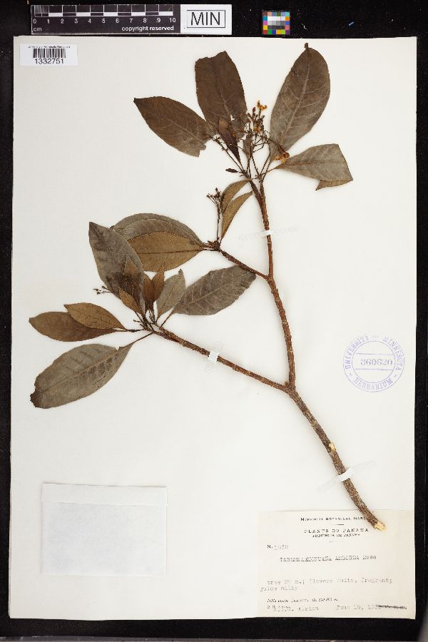 Tabernaemontana arborea image