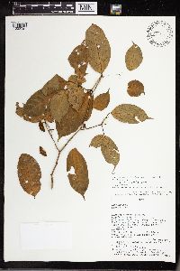 Tabernaemontana heterophylla image