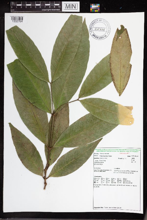 Tabernaemontana macrocalyx image