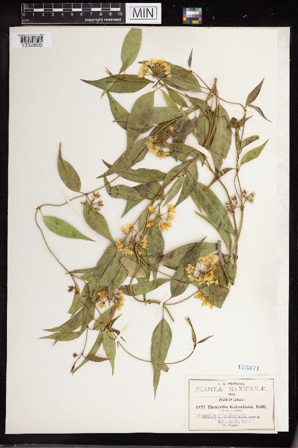 Thenardia galeottiana image