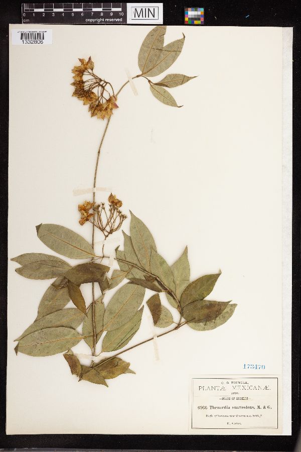 Thenardia image