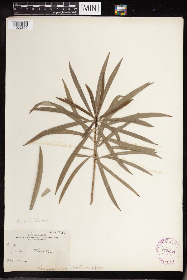 Thevetia neriifolia image