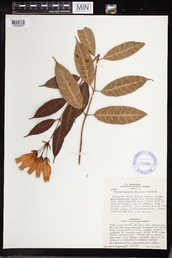 Tintinabularia mortonii image