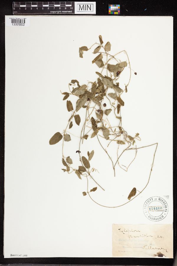 Tylophora grandiflora image