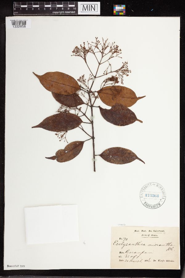 Urceola micrantha image