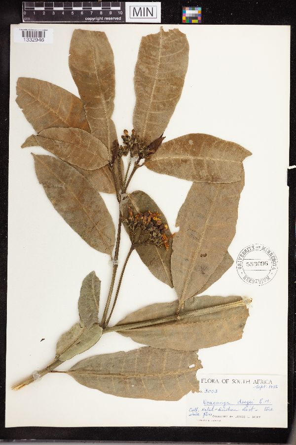 Voacanga thouarsii image