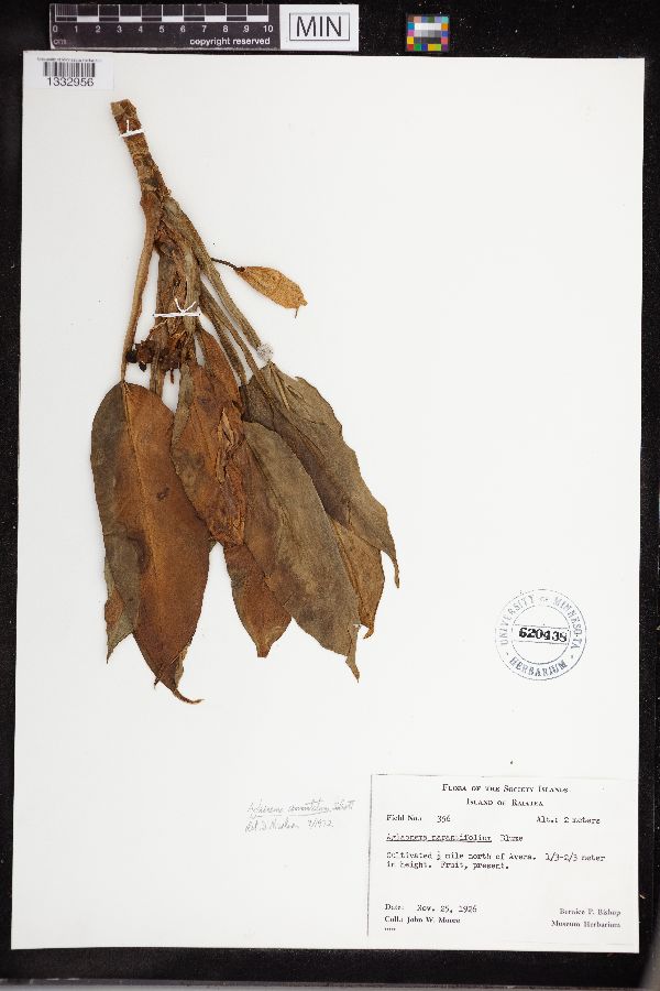 Aglaonema marantifolium image