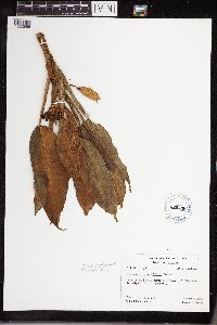 Aglaonema marantifolium image