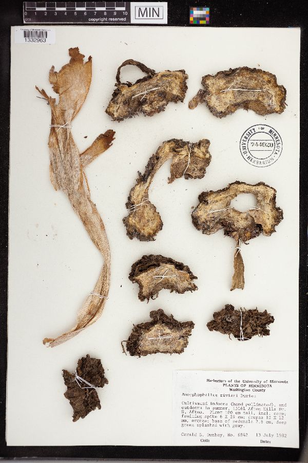Amorphophallus konjac image