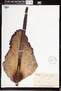 Amorphophallus rivierei image