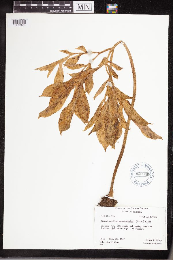 Amorphophallus campanulatus image