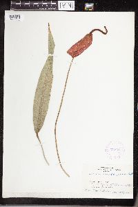 Image of Anthurium scherzerianum