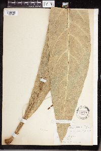 Image of Anthurium acaule