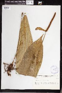 Anthurium consobrinum image