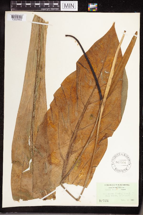 Anthurium hookeri image
