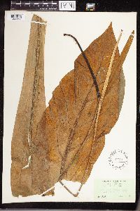 Image of Anthurium hookeri