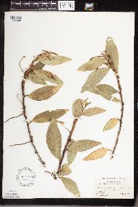 Image of Anthurium scandens
