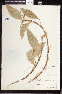 Anthurium scandens image