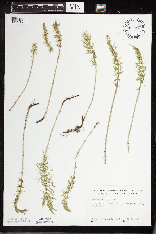 Equisetum pratense image