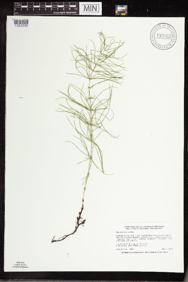 Equisetum pratense image