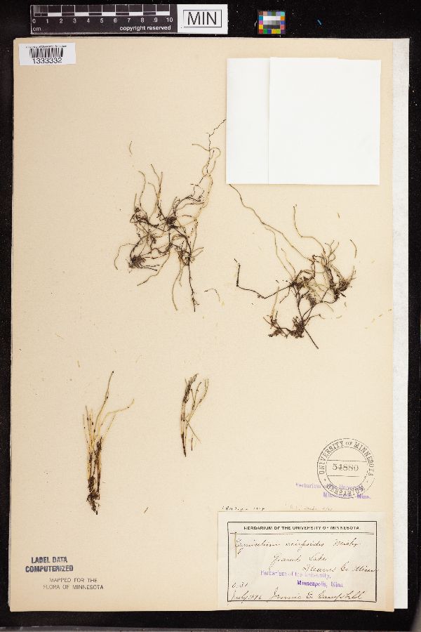 Equisetum image