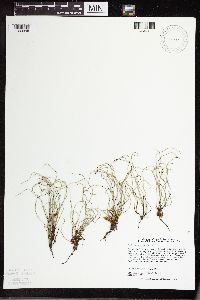 Equisetum scirpoides image