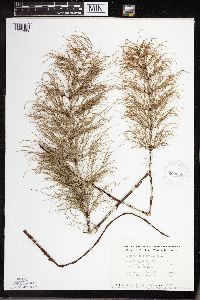 Equisetum sylvaticum image