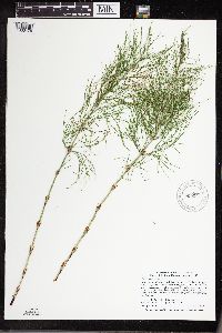 Equisetum sylvaticum image